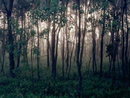 foret 2