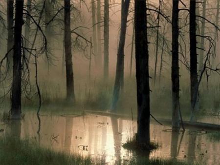 foret 3