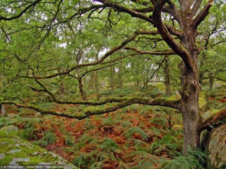 foret